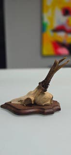 Ree Schedel van een zoogdier - Trophée de chasse – Crâne de