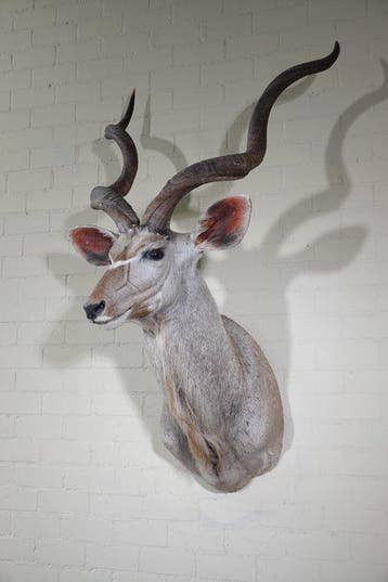 Greater Kudu Shoulder-mount - Schedel - Tragelaphus, Verzamelen, Nieuw