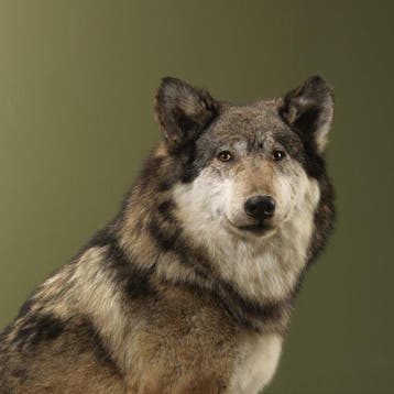 Loup Support de corps entier pour taxidermie - Canis lupus -, Nieuw