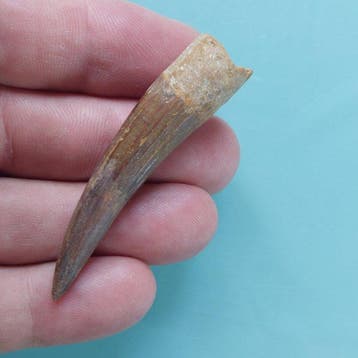 Spinosaurus - Fossiele tand - 63 mm - 15 mm