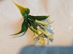 Corsage pick Stephanotus Wit 1 bloem per stuk, Nieuw
