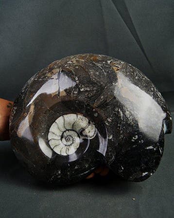 Goniatiet - Gefossiliseerde schelp - Goniatite Pieza