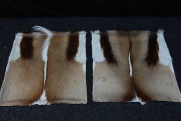 Springbok Cushion Covers - Taxidermie volledige montage -, Antiek en Kunst