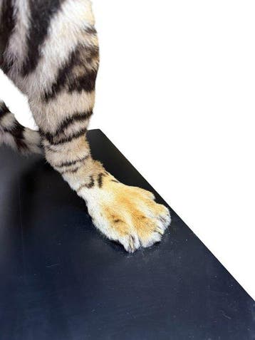 Siberische tijgers Taxidermie volledige montage - Panthera, Verzamelen, Nieuw