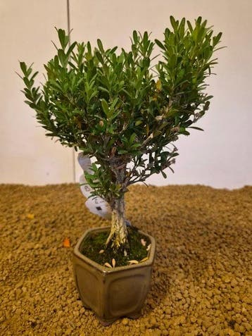 Palmboompje bonsai (Buxus sempervirens) - Hoogte (boom): 22