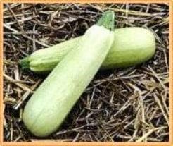 Courgette Lungo Bianco, Nieuw