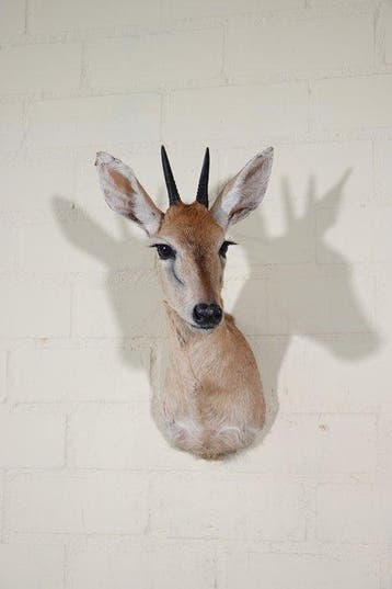 African Antelope Taxidermie wandmontage - Common Duiker -, Nieuw