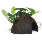Tropica Anubias Nana on Cocosa, Dieren en Toebehoren, Vissen | Aquaria en Toebehoren, Verzenden, Nieuw