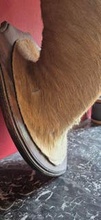 Cobe de Buffon Taxidermie wandmontage - Kobus cob - superbe, Nieuw