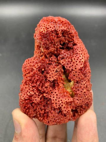 Rood koraal specimen Exemplaar - Hoogte: 73 mm - Breedte: 51, Verzamelen