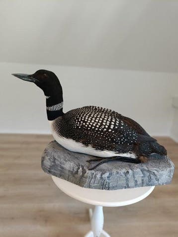 Grote Noordelijke Loon Taxidermie volledige montage - Gavia, Nieuw