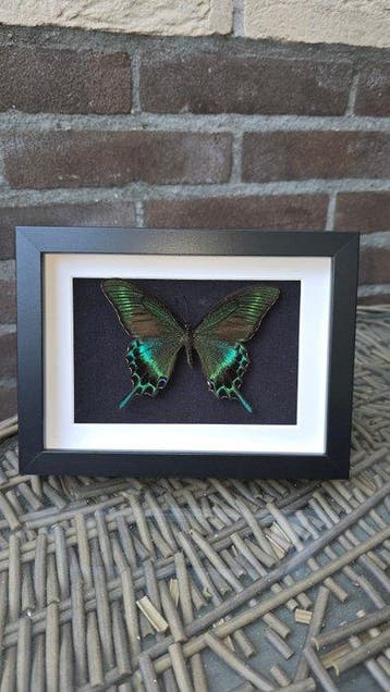Vlinder Taxidermie volledige montage - papilio maackii