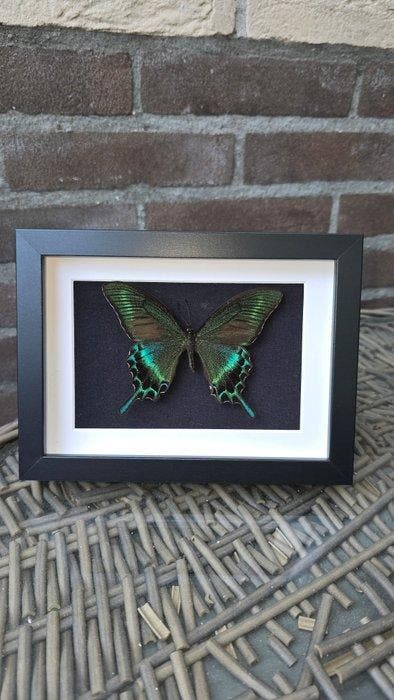 Vlinder Taxidermie volledige montage - papilio maackii, Antiek en Kunst, Curiosa en Brocante
