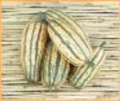 Honeyboat Delicata Pompoen zaden, Nieuw