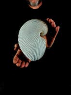 argonauta XXL topkwaliteit Taxidermie volledige montage -, Nieuw