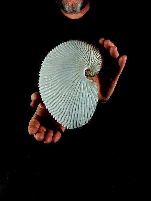 argonauta XXL topkwaliteit Taxidermie volledige montage -, Collections, Collections Animaux