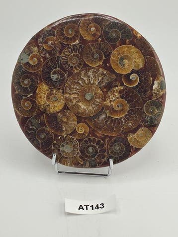 Ammoniet - Gefossiliseerd dier - Aioloceras (Cleoniceras)