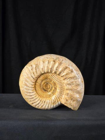 Ammoniet - Gefossiliseerd dier - Perisphincets, Verzamelen, Mineralen en Fossielen