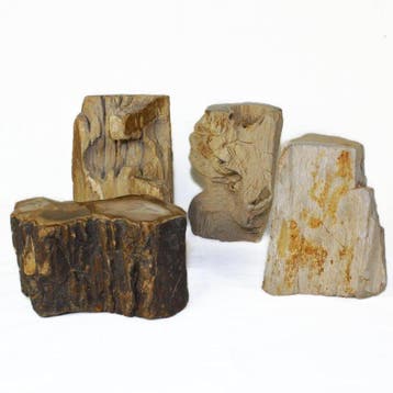 Versteend hout - Gefossiliseerd hout - Dipterocarpus - 15 cm