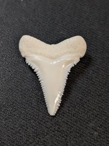 Grand requin blanc Dent - Carcharodon carcharias - 25 mm -, Collections