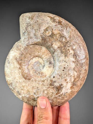 Grote ammoniet - Gefossiliseerde schelp - Haugia variabilis