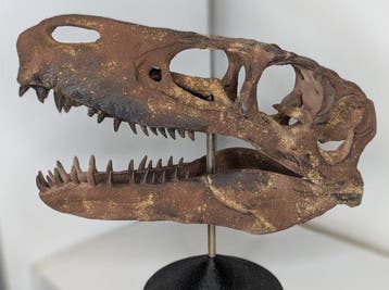 Fossiele schedel - Utahraptor ostrommaysorum - Museum-Grade