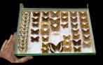 French antique butterflies ex BEON Yvonne collection - circa