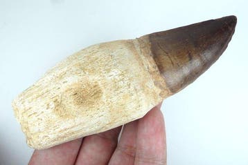 Mosasaurus tand - Groot - Fossiele tand - Prognatodon