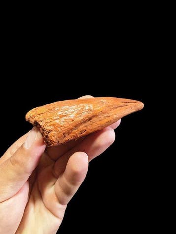 Griffe de dinosaure ! - Dent fossile - Spinosaurus