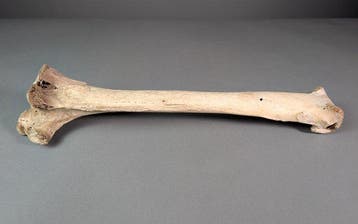 Rechter tibia van Mullerornis - Fossiel scheenbeen -