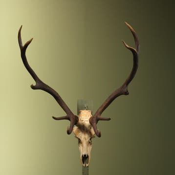 Edelhert Gewei Taxidermie Opgezette Dieren By Max, Ophalen of Verzenden, Nieuw, Wild dier, Opgezet dier