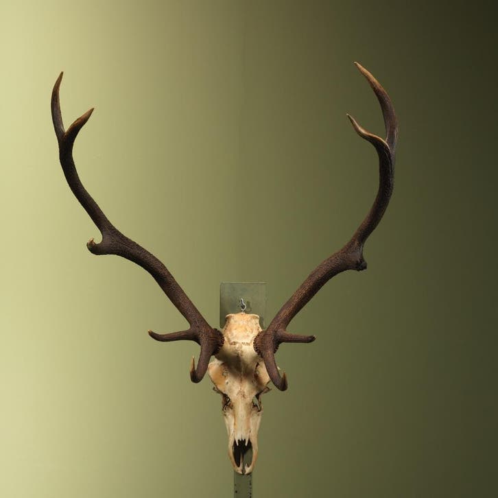 Edelhert Gewei Taxidermie Opgezette Dieren By Max, Collections, Collections Animaux, Enlèvement ou Envoi