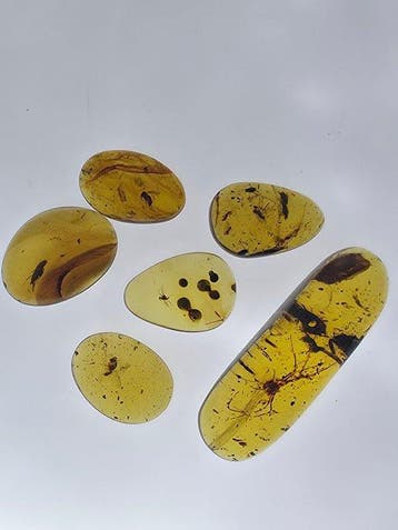 Ambre de Birmanie - Ambre - Lot of 6 Burmese Amber (Burmite)