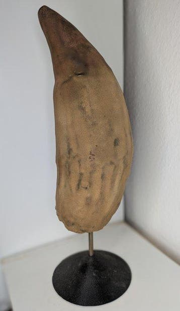 Fossiele tand - Livyatan Melvillei - biggest known