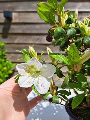 ‘Kaminoyamakirin’ Satsuki Azalea bonsai - Hoogte (boom): 22