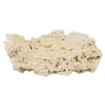 Fragstone for Clam / Tridacna 5 - 7 cm, Verzenden
