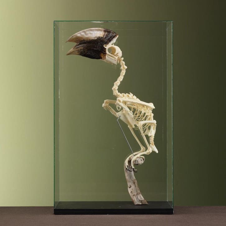 Witpootneushoornvogel M Skelet, Verzamelen, Dierenverzamelingen, Opgezet dier, Nieuw, Vogel, Ophalen of Verzenden