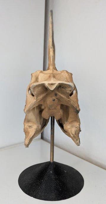 Fossiele schedel - Spinosaurus mirabilis - Museum-Grade