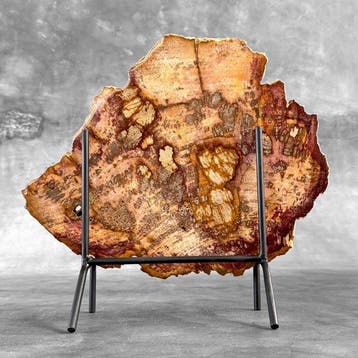 Magnifique grande tranche de bois pétrifié rouge rare sur un