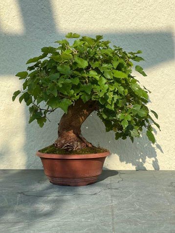 Bonsai moerbei - Hoogte (boom): 32 cm - Diepte (boom): 44 cm