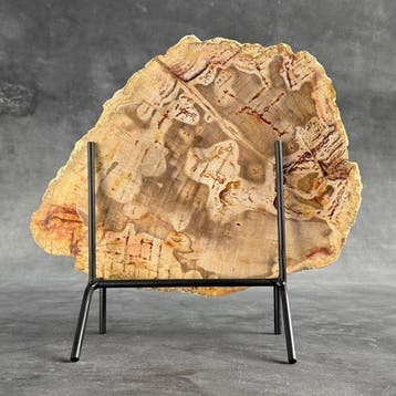 Magnifique tranche de bois pétrifié sur un socle