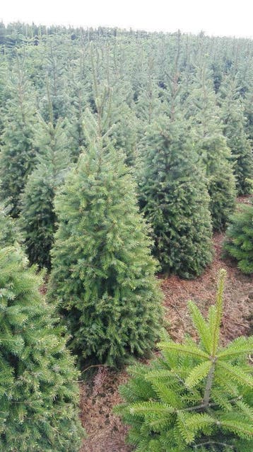 Coniferen , Taxus- Thuya en Prunussen (Riemst, Maastricht), Ophalen, Overige soorten, 100 tot 250 cm