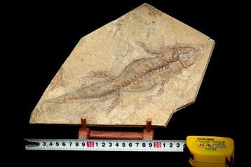 Fossiele matrix - Jeholotriton paradoxus - 27 cm - 19 cm, Verzamelen