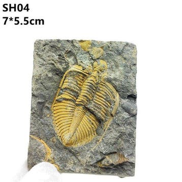 Coronocephalus - Coquillage fossilisé - Coronocephalus - 7.5, Collections