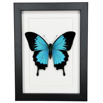 Papillon Support de corps entier pour taxidermie - Papilio
