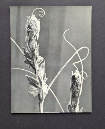 Werner Bischof (1916-1954) - Wilde Reben [Vignes sauvages]