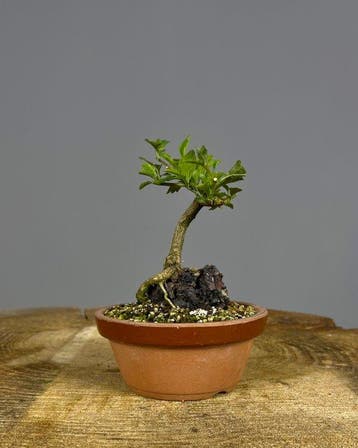 Acer Nioi - Hoogte (boom): 18 cm - Diepte (boom): 12 cm -
