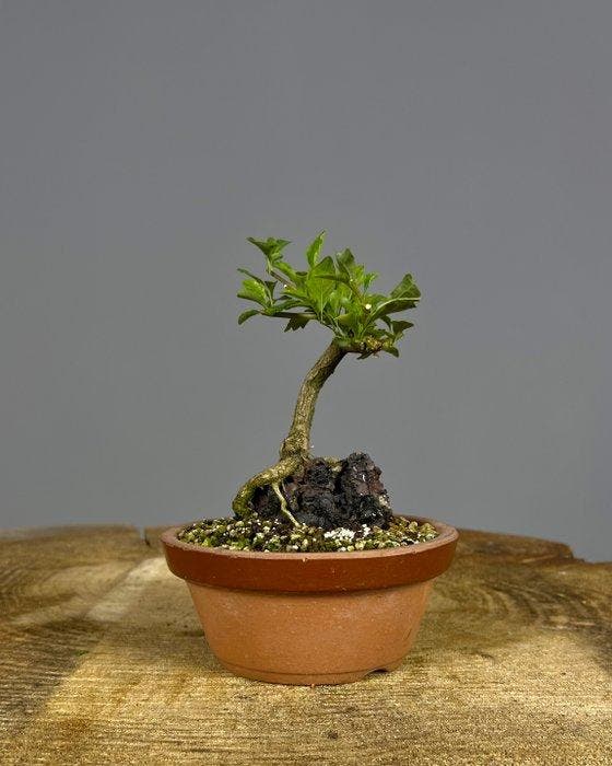 Acer Nioi - Hoogte (boom): 18 cm - Diepte (boom): 12 cm -, Antiek en Kunst, Curiosa en Brocante