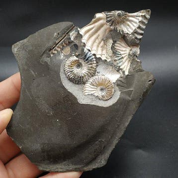 Ammoniet - Gefossiliseerd dier - Deshayesites deshayesi