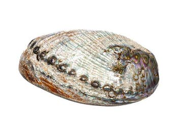 Abalone rose poli Haliotis corrugata – Oreille de mer ridée, Collections, Collections Animaux